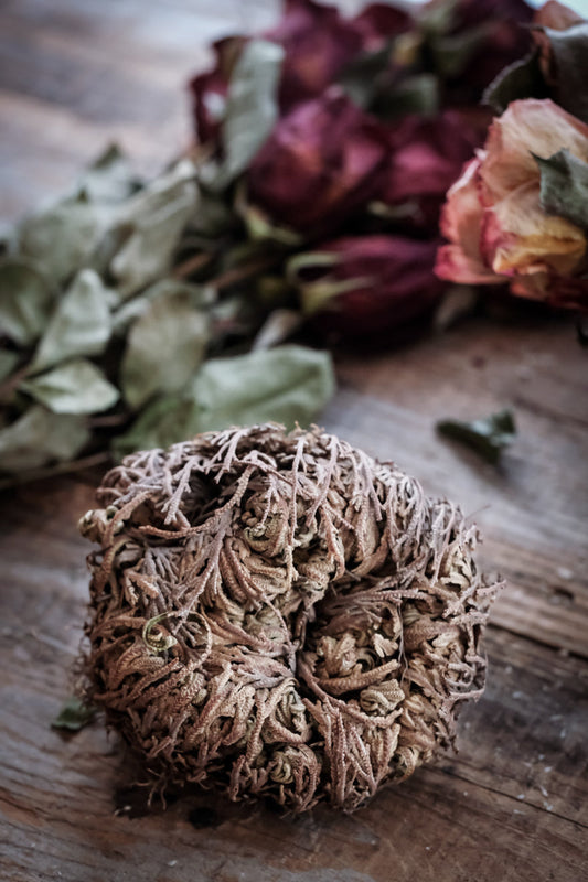 Rose of Jericho